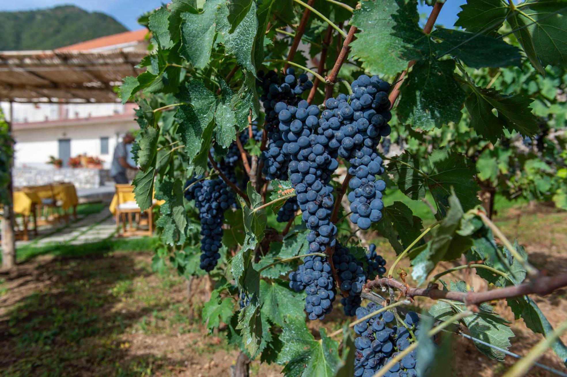 Il Vigneto Di Nonno Pietro Bed & Breakfast Agerola Exterior photo